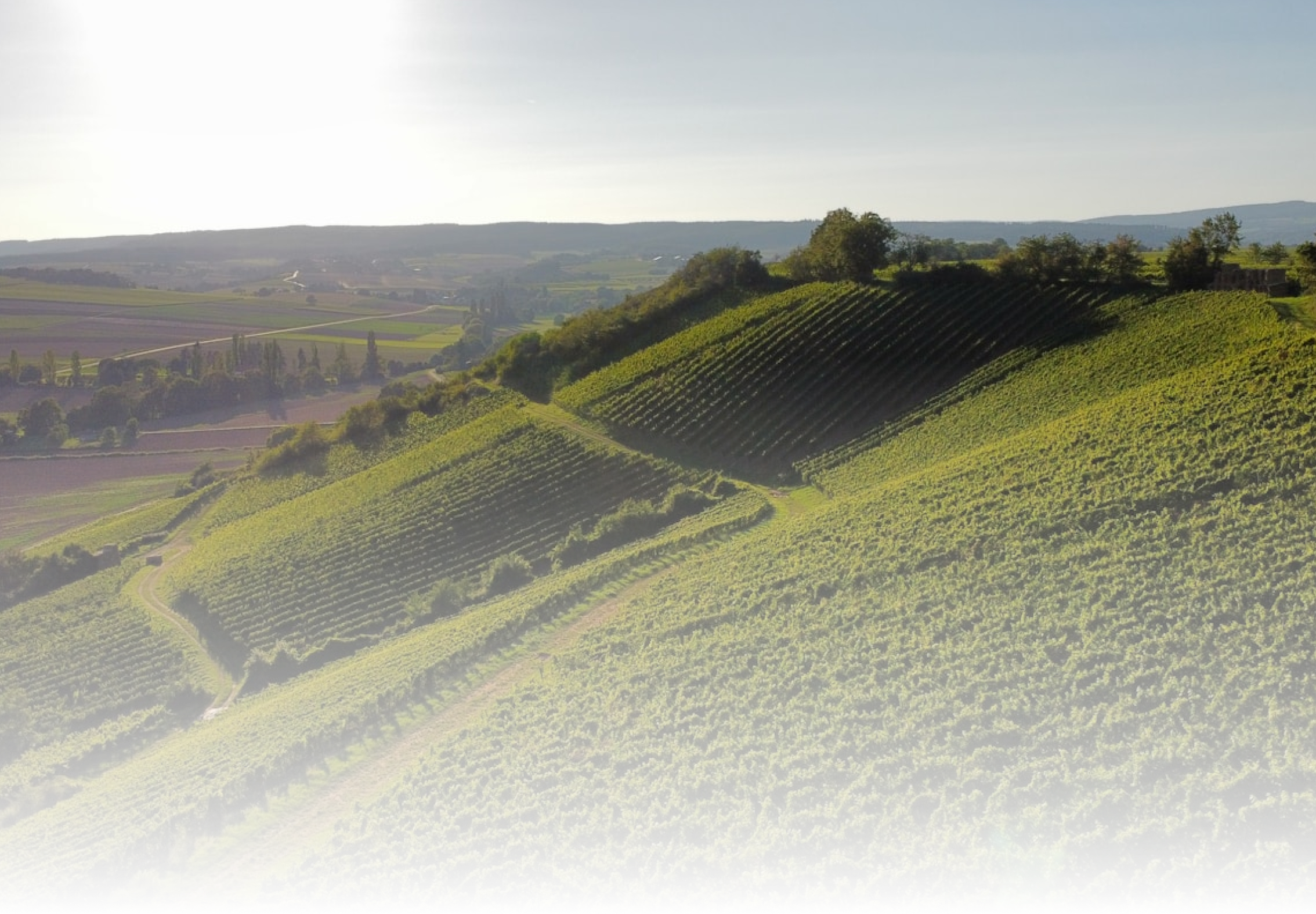 background image of green field